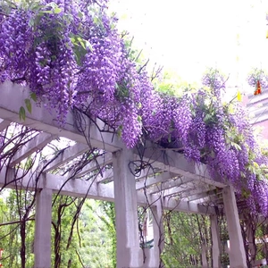 Close-up of vibrant purple wisteria flowers hanging from a concrete garden trellis