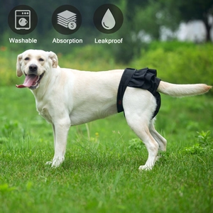 Washable 5-layer absorbent dog diaper with leakproof design shown on Labrador in park