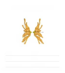 Detail of gold butterfly wing earrings with green stone and stainless steel dimensions