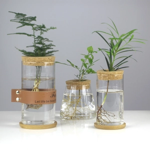 Three clear glass hydroponic vases with cork lids and wooden bases on white surface