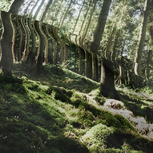 Bohemian forest landscape tapestry with realistic pine trees and morning sunlight texture