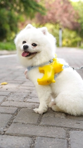 Detail of a white Pomeranian dog wearing a light blue harness with a yellow animal accessory