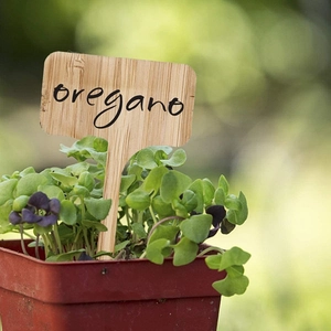Detailed view of rectangular bamboo plant marker with oregano text in a succulent pot