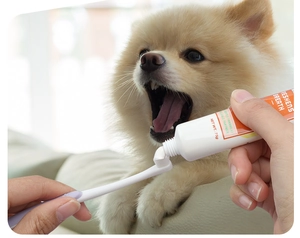 Close-up of gentle white toothpaste applied on a toothbrush for Pomeranian dog dental care
