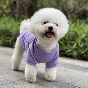 Outdoor shot of a small white dog wearing a breathable purple cotton pet T-shirt