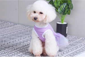 Close-up of a white poodle wearing the purple dog dress with layered tulle tutu skirt