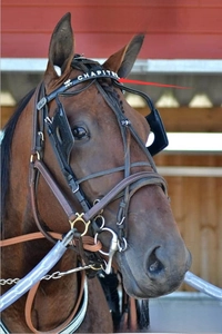 Close-up of black leather equestrian bridle with silver bit and white lettering detail