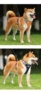 Close-up of breathable mesh harness with reflective nylon straps on a dog