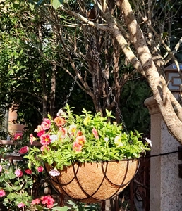Hanging metal wire basket with coconut coir liner and colorful petunias in a garden