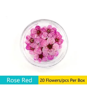 Macro shot of rose red dried plum blossoms in a clear box for floral nail art decoration