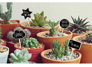 Star and cloud shaped wooden plant labels inserted into succulent pots for decoration