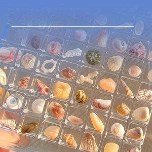 Close-up of clear acrylic display case with square compartments for shell collections