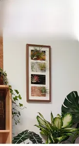 Vertical wooden shadow box frame featuring four live air plants on a white wall interior