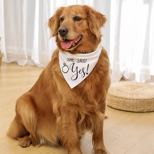Golden Retriever wearing a white 'SHE SAID Yes!' wedding dog bandana in a bright room