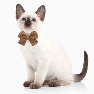 Brown plaid pet bow tie accessory elegantly worn by a Siamese kitten on white background
