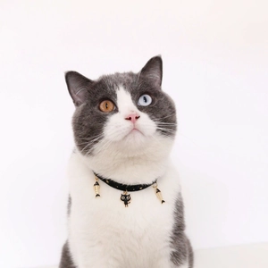 Detail of a black velvet pet collar with gold fishbone and cat charms on a British Shorthair