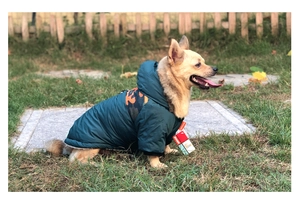 Détail d'une veste d'hiver chaude pour chien avec doublure polaire et imprimé orange stylé