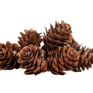 Natural brown pine cones in various sizes for Christmas decoration on white background