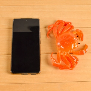 Life-size realistic orange PVC crab model shown next to a smartphone for scale