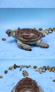 Detailed macro view showing realistic skin texture and shell pattern of the turtle figurine