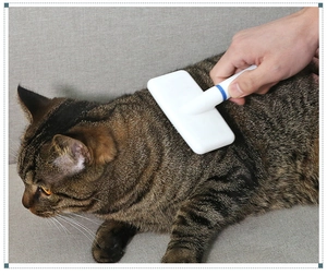 Close-up of a white pet brush removing loose fur from a tabby cat's back efficiently