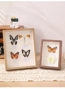 Detail of wooden shadow box frames with real butterfly specimens and botanical labels