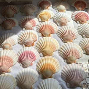 Natural queen scallop shells with pink patterns arranged on a white mesh for home decor