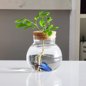Creative glass hydroponic vase with cork lid for plants and small fish bowl