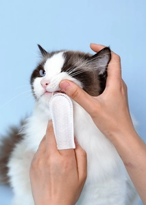 Close-up of textured pet dental cleaning finger wipes being used on a Ragdoll cat