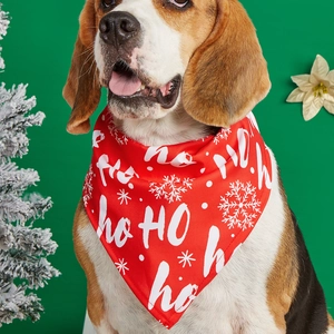 Christmas dog bandana with HO HO HO print on Beagle dog with festive green background