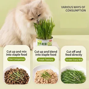 Hydroponic cat grass growing kit for indoor cats promoting digestion and hairball relief