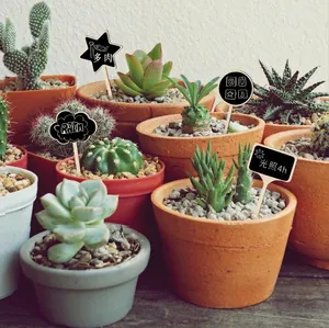 Wooden mini chalkboard garden markers in star and cloud shapes for succulent plant labels