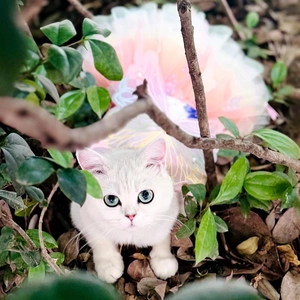 Outdoor shot of a pink tulle pet princess dress with bow decoration on a cat model