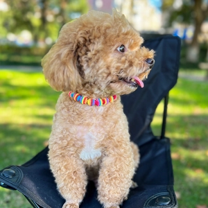 Collana Animali Perline Arcobaleno Collare Regolabile Cani Künstliche Perle Plastica Gioielli Per Piccoli Cani E Gatti