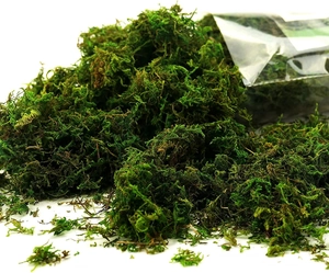 Vista macro di muschio naturale essiccato verde per artigianato e micro paesaggi