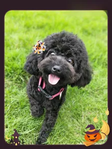Black poodle wearing a Halloween themed pumpkin petal hair clip on green grass background