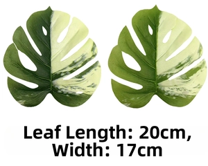 Detailed view of variegated Monstera leaves showing 20cm x 17cm dimensions on white background