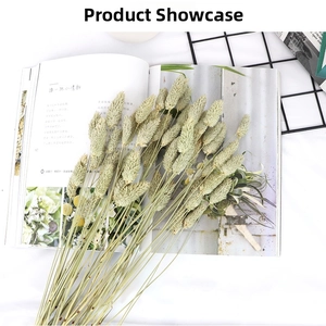 Macro shot of natural dried rabbit tail grass on a magazine for Nordic home decoration