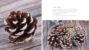 Close-up of brown pine cones with white tips on rustic wood for Christmas decor