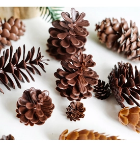 Detailed view of various natural brown artificial pine cones and green needles on white back