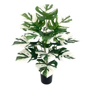 Close-up of realistic variegated monstera leaves with white patterns and black pot