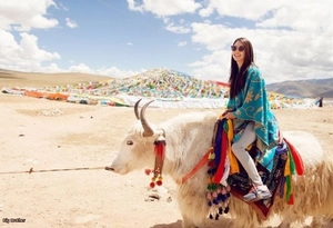 Ethnic blue cashmere shawl with yellow floral patterns worn on a white yak in the plateau