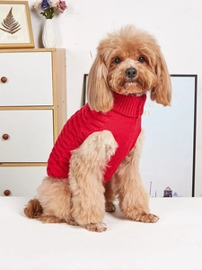 Close-up of a small dog wearing a red high-neck knitted sweater in a cozy home setting