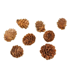 Eight natural brown pine cones for Christmas decoration and creative DIY props on white background
