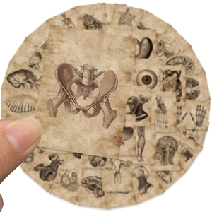 Detail of vintage human anatomy sticker featuring a pelvic bone sketch with old paper texture