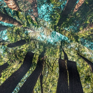 Bohemian forest tapestry featuring digital print of lush green trees and natural sky