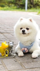 Pomeranian dog wearing a light blue scarf with capsule-shaped pet waste bag dispensers