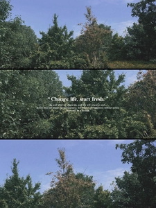 Aesthetic forest landscape with trees and sky, setting a fresh mood for the brand.