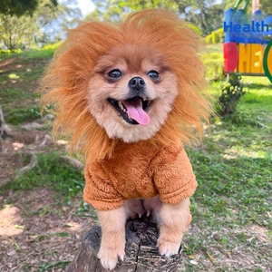 Outdoor shot of a dog wearing a lion mane costume and plush brown coat on a wooden stump