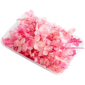 Premium preserved pink hydrangea petals in a transparent tray for DIY floral crafts